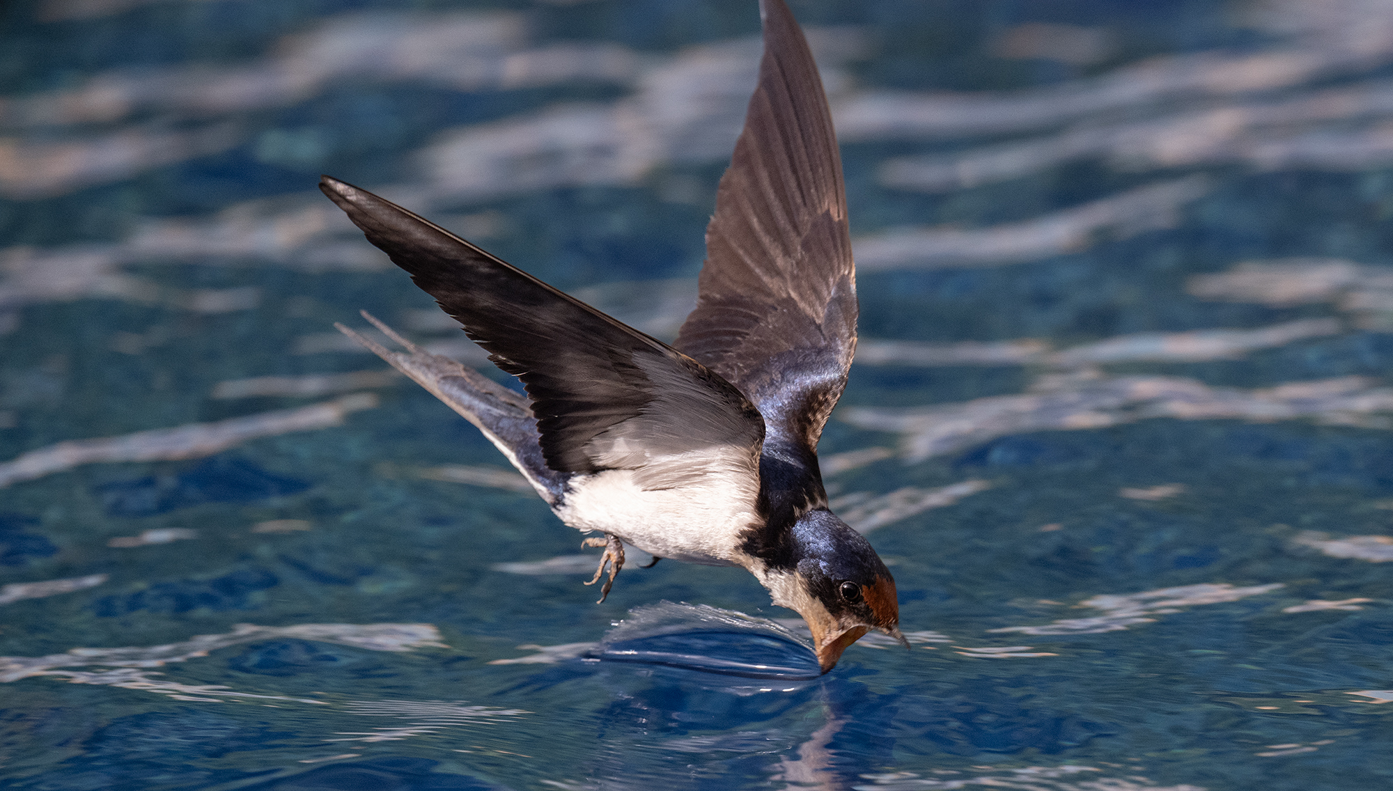 house martin wp